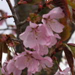 Prunus sargentii  'Rancho' 